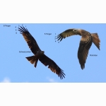 2 Schwarzmilan Rotmilan DSC09904 (2).jpg